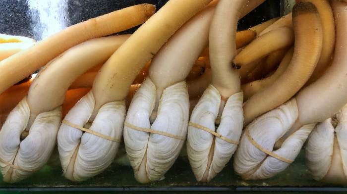 How to cook geoduck chinese style